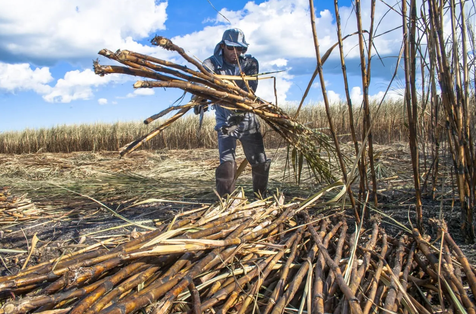 sugar cane harvesting