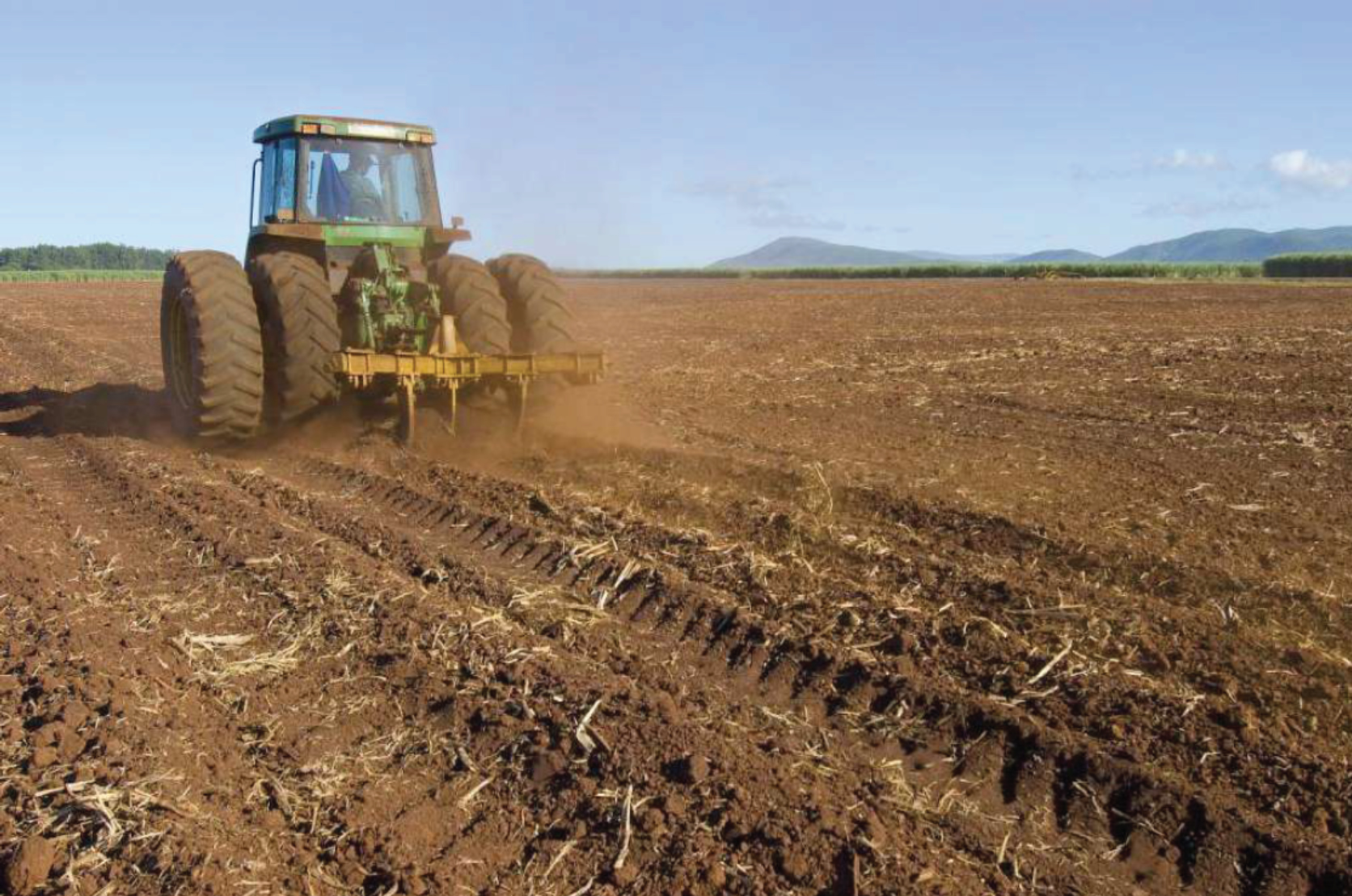 sugar cane planting