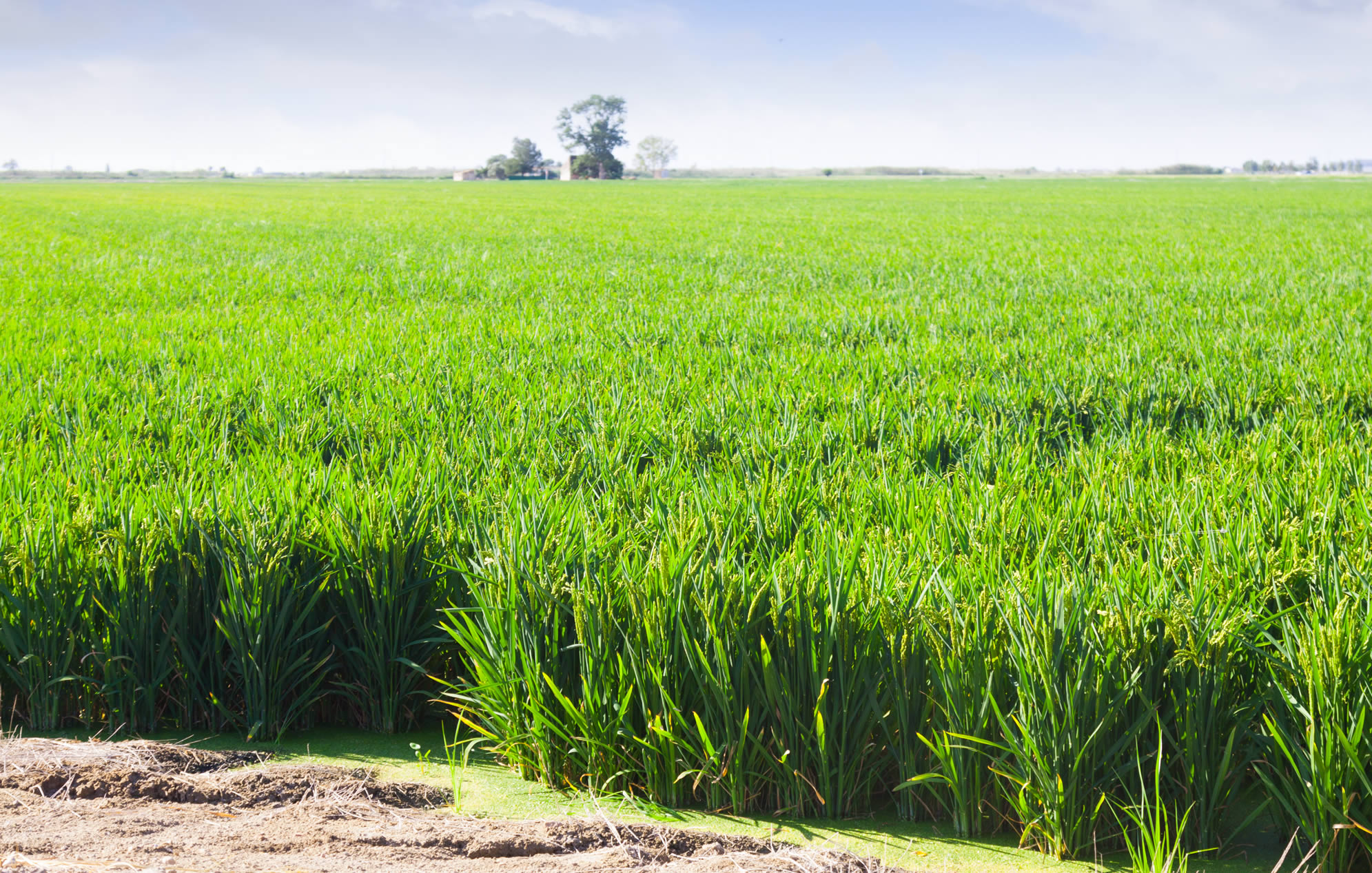 suger cane fields